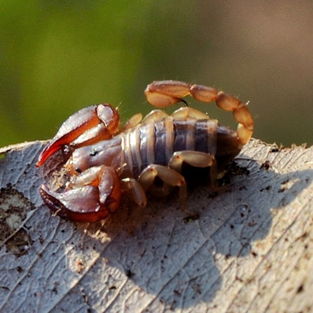 Euscorpius cf. salentinus frmmina dal sud Salento